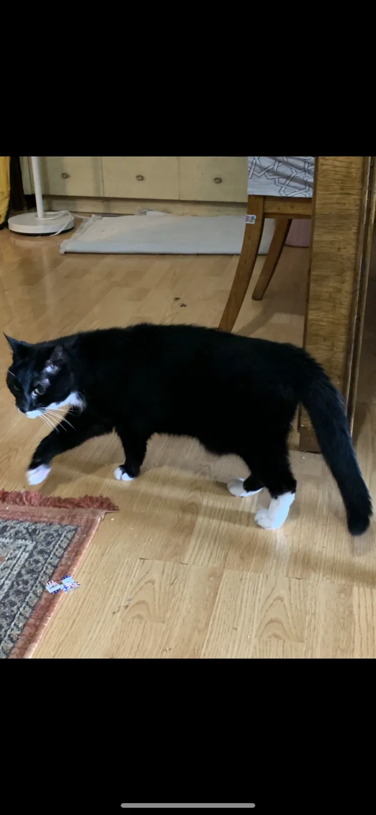 Lost cat in Vacaville, CA, 95687