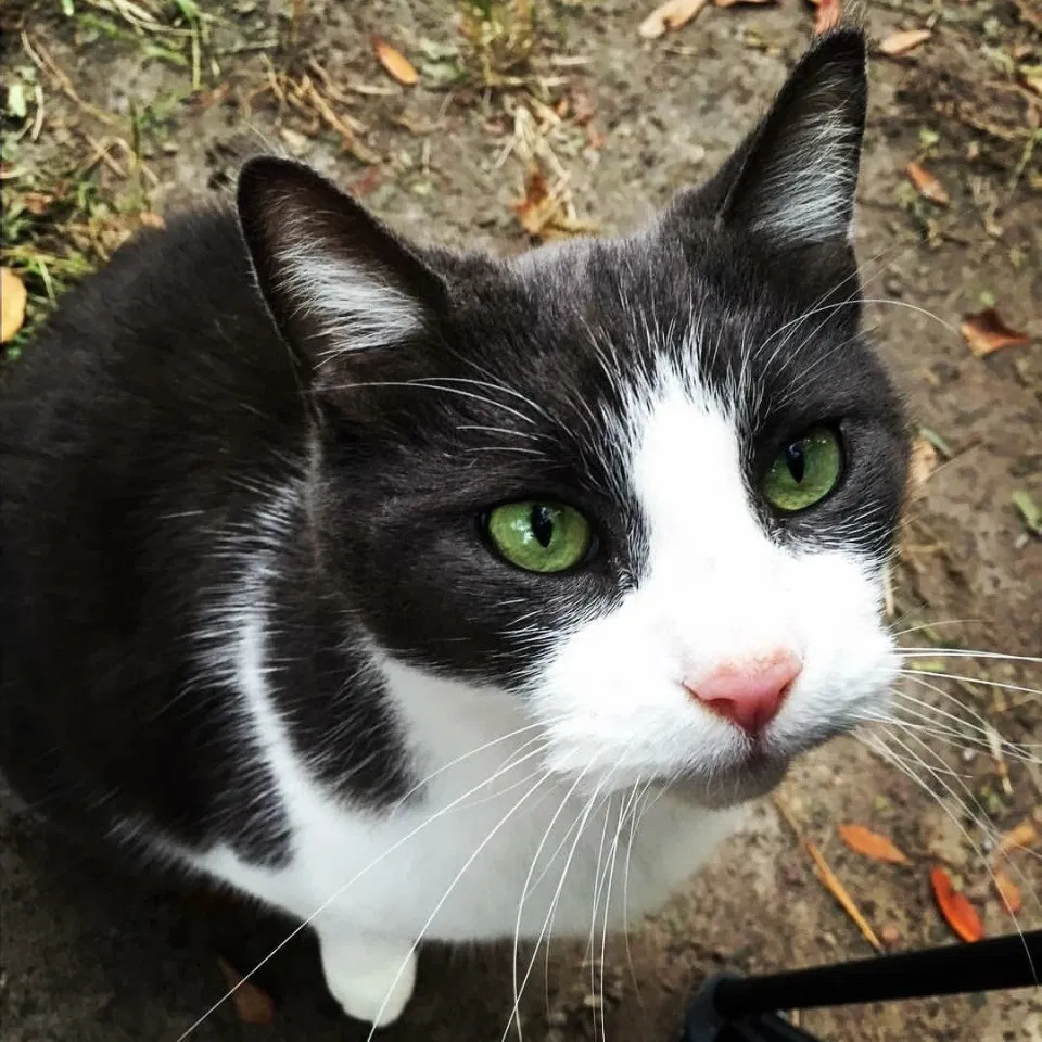Lost cat in Chesapeake, VA, 23320