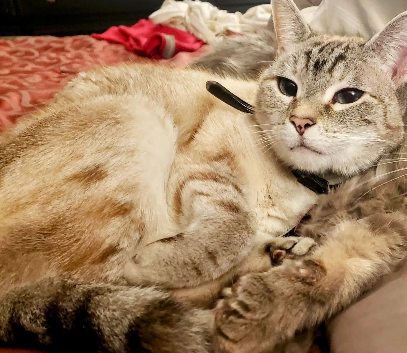 Lost cat in Overland Park, KS, 66204