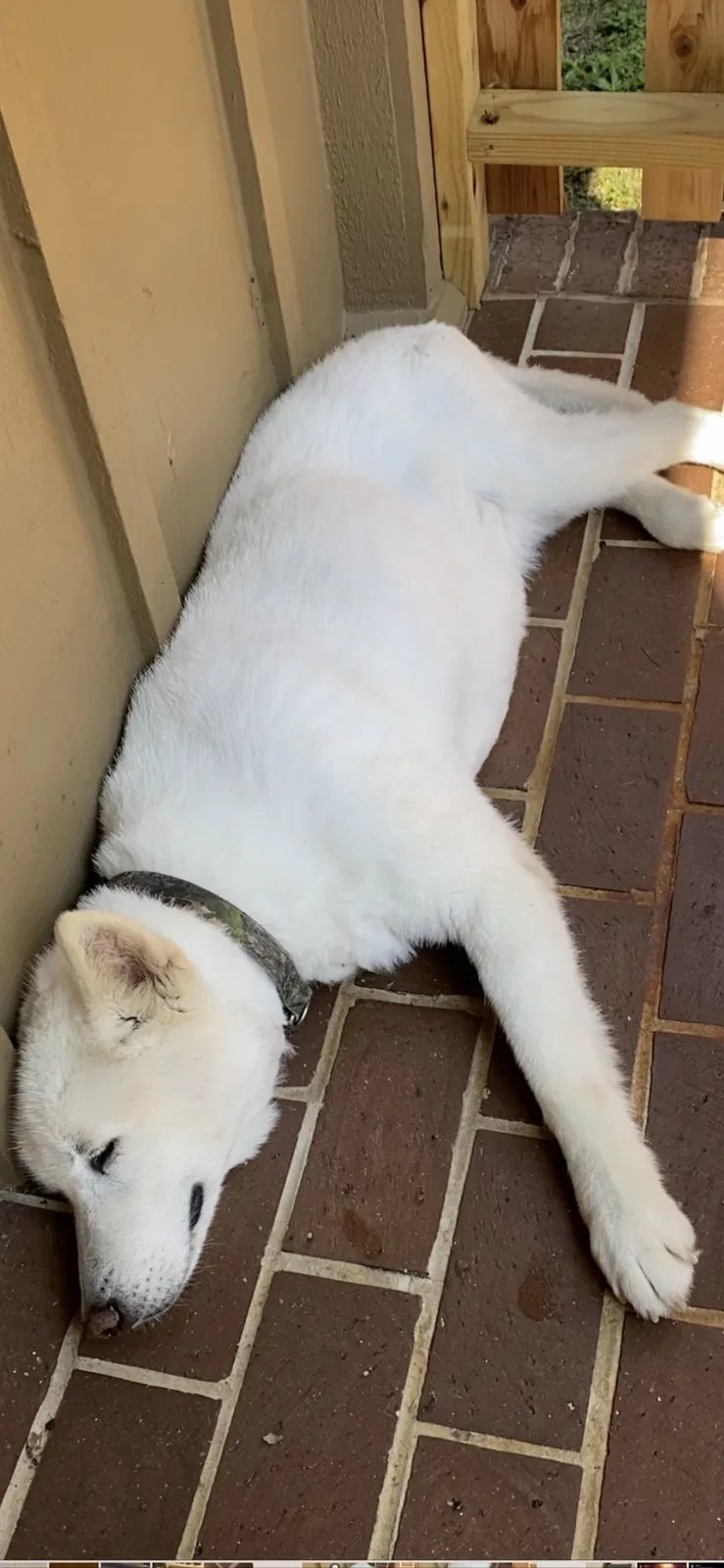 Lost dog in Chattanooga, TN, 37419