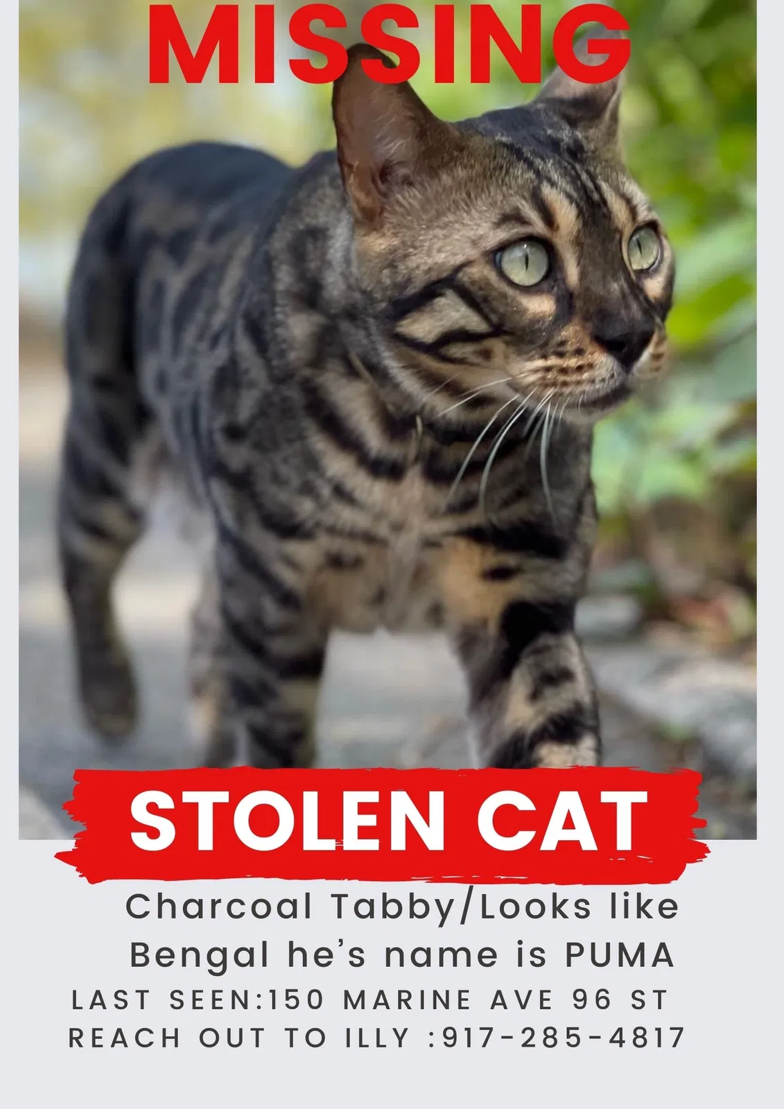 Lost cat in Brooklyn, NY, 11209