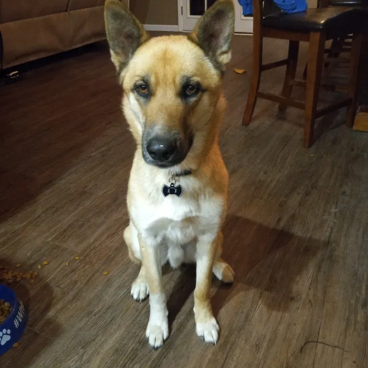 Lost dog in Edgewood, NM, 87015