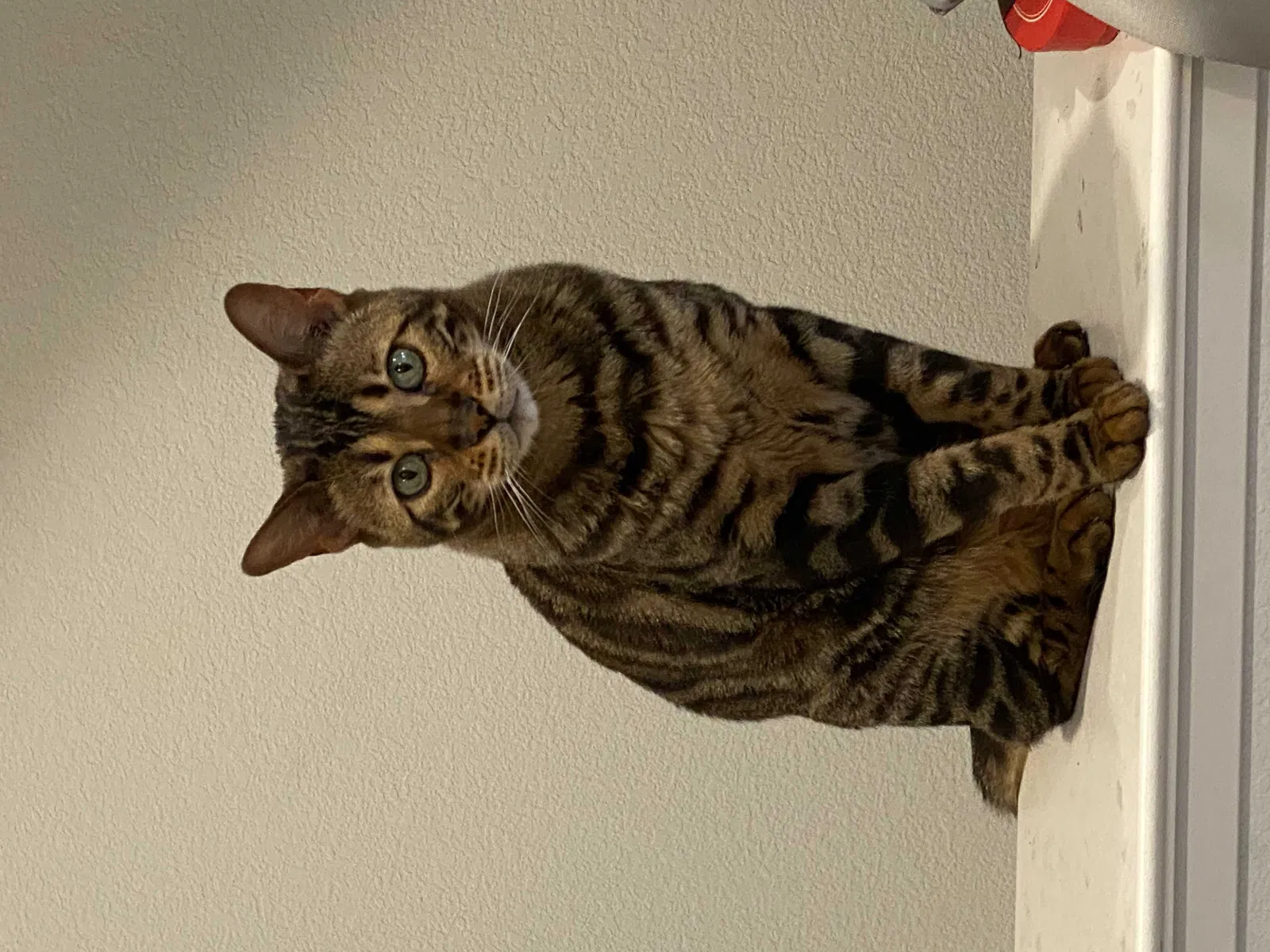 Lost cat in Napa, CA, 94558