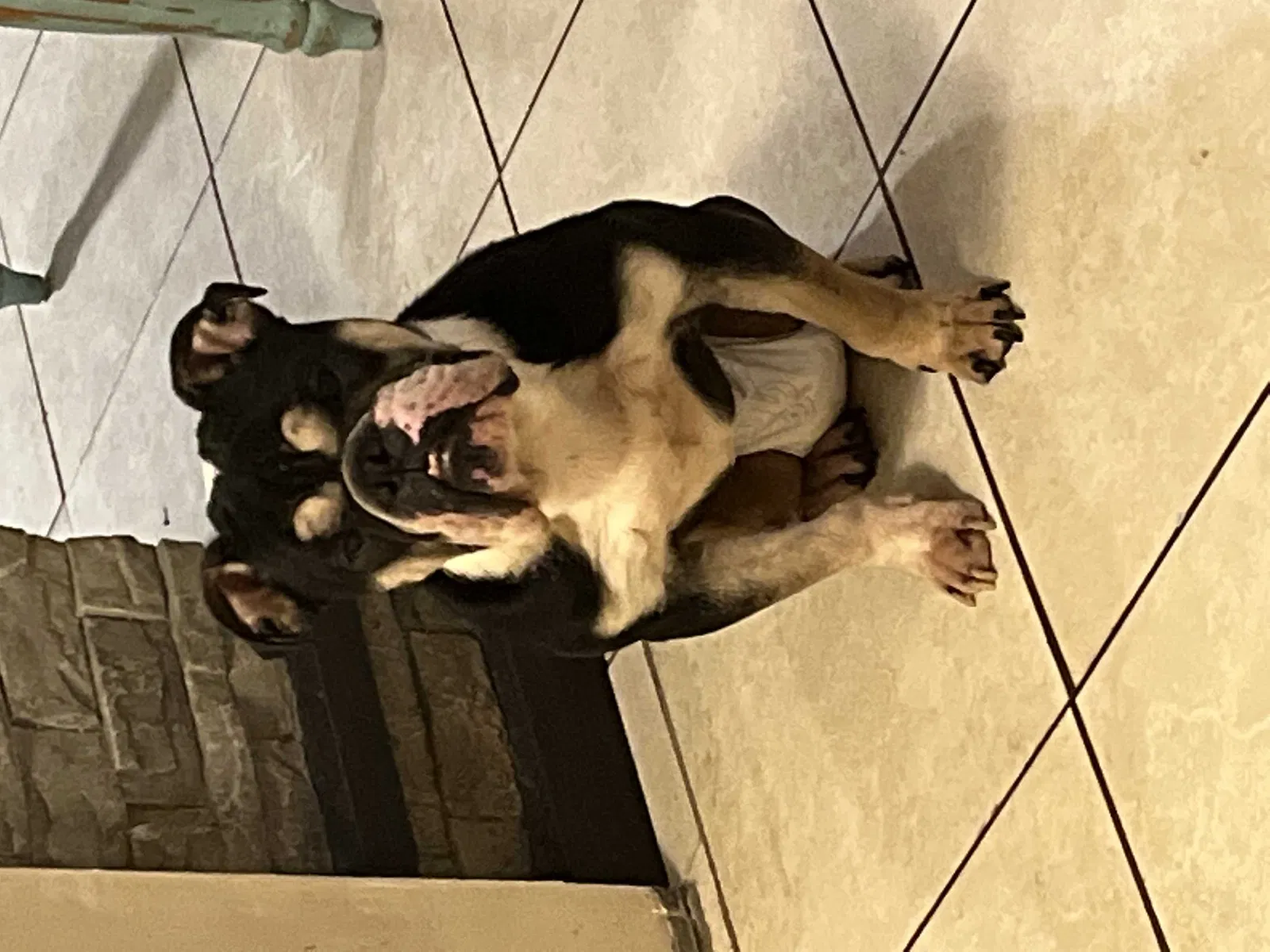 Lost dog in Winston Salem, NC, 27107