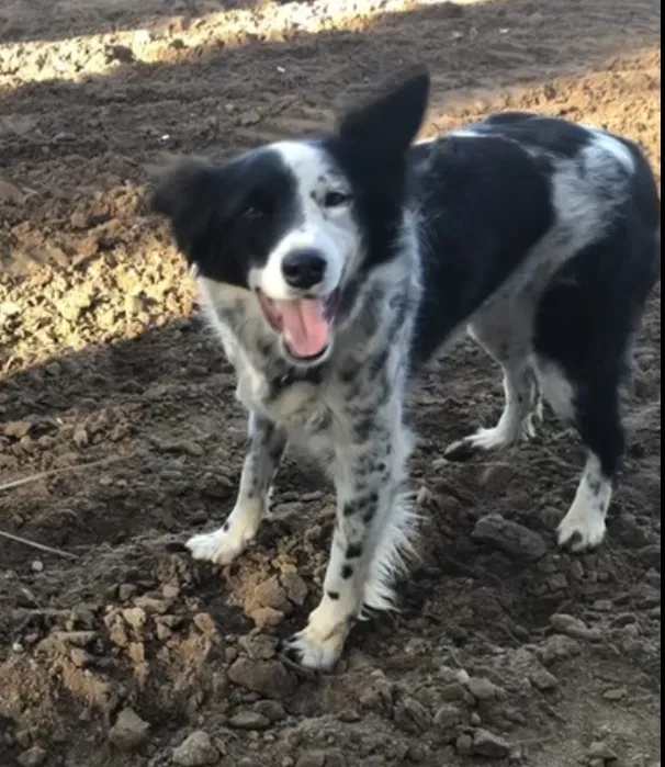 Lost dog in Hesperia, CA, 92345