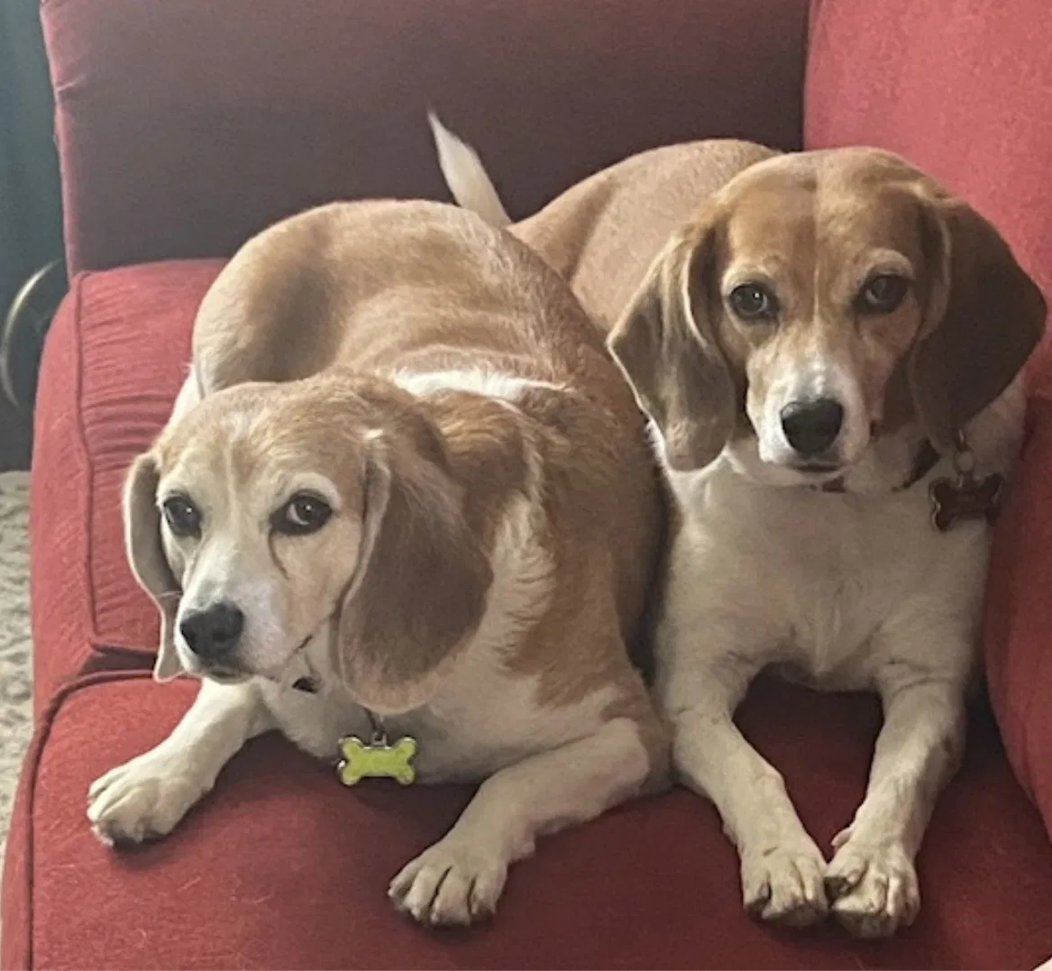 Lost dog in Ruther Glen, VA, 22546