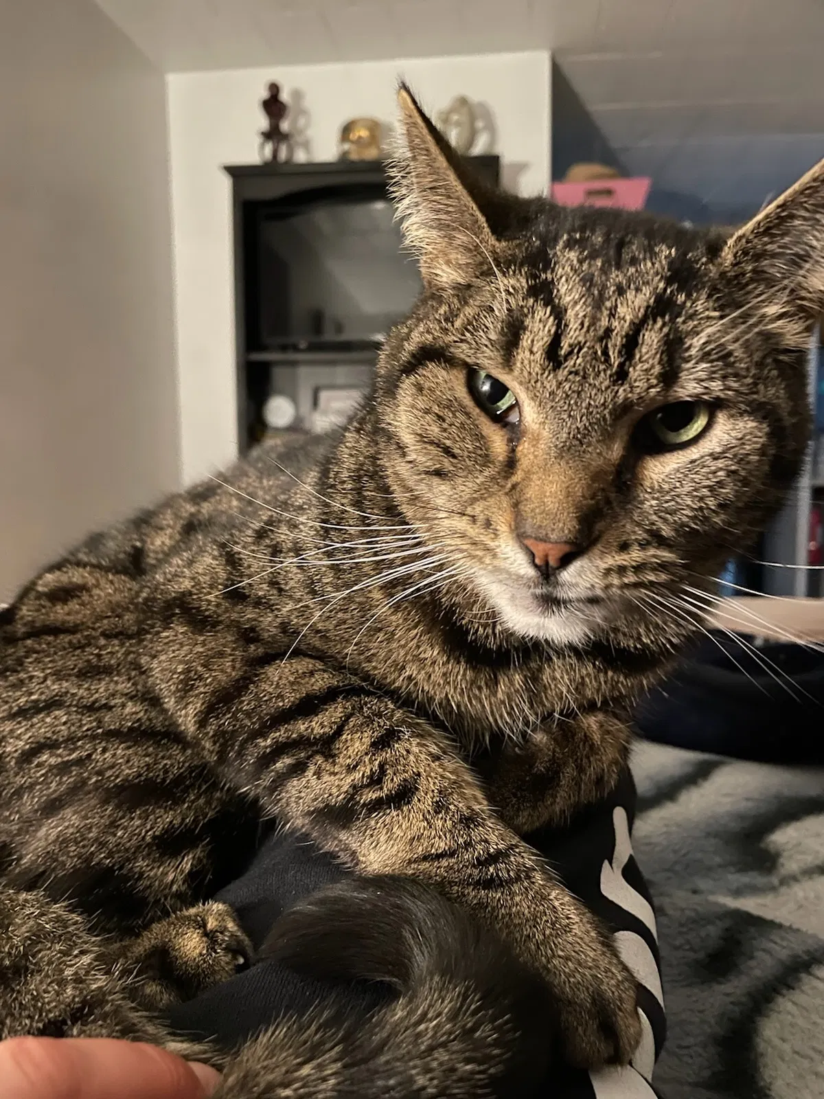 Lost cat in Pittsburgh, PA, 15202