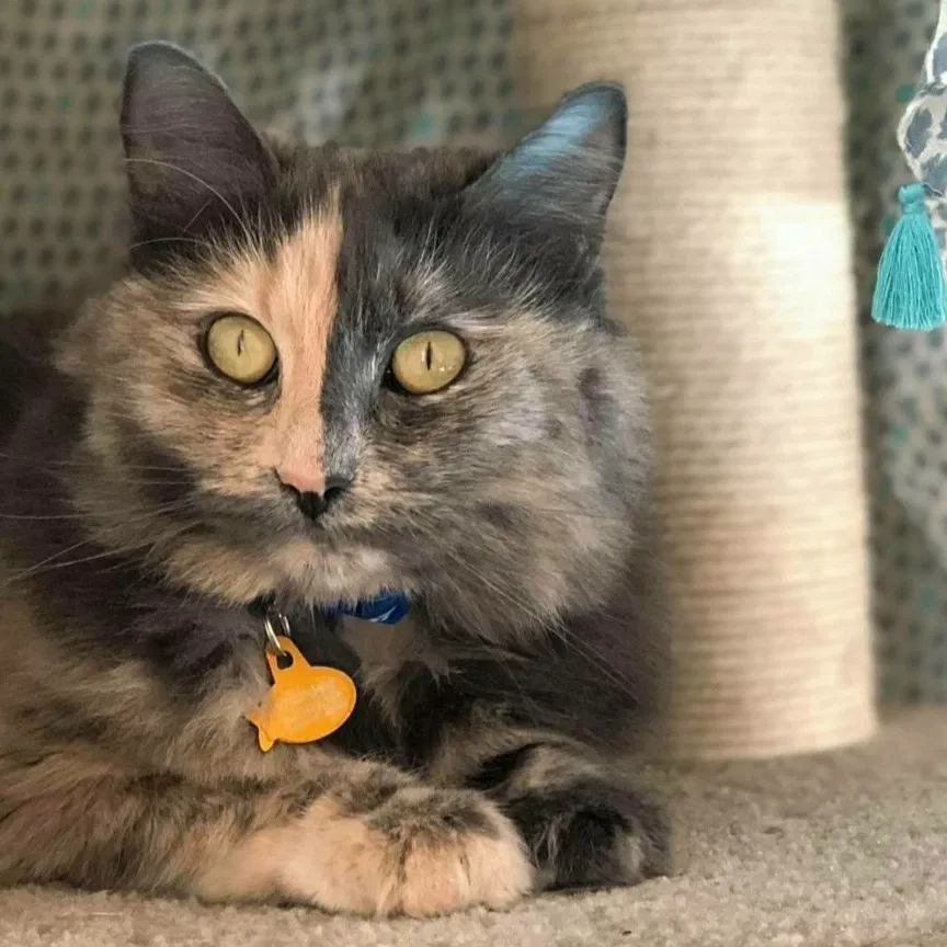 Lost cat in Lake Oswego, OR, 97035
