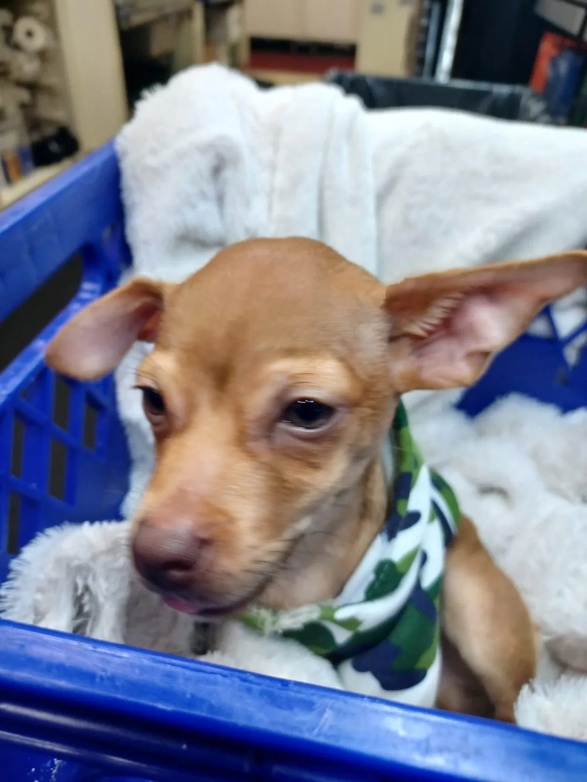 Lost dog in Portland, OR, 97230