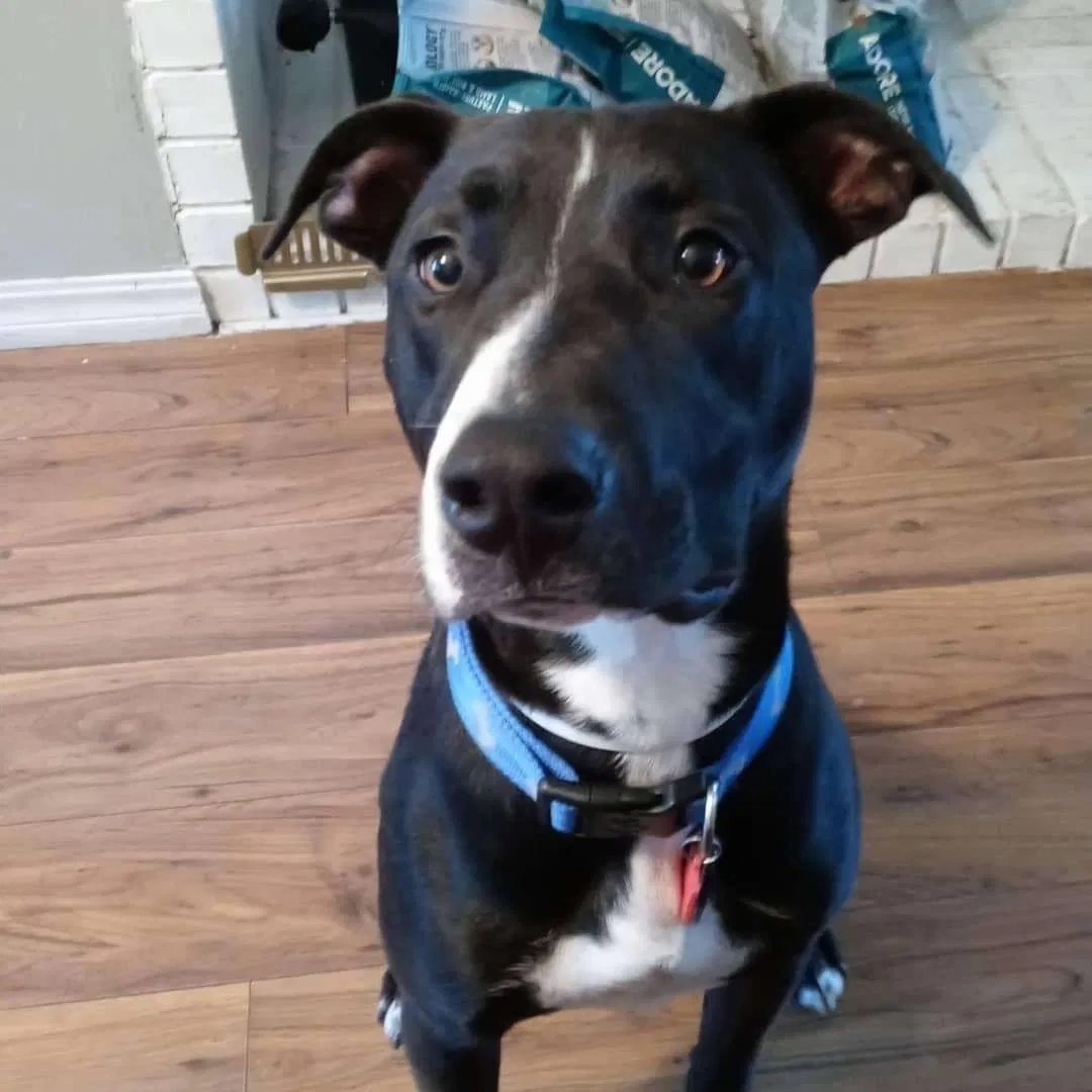 Lost dog in San Pablo, CA, 94806