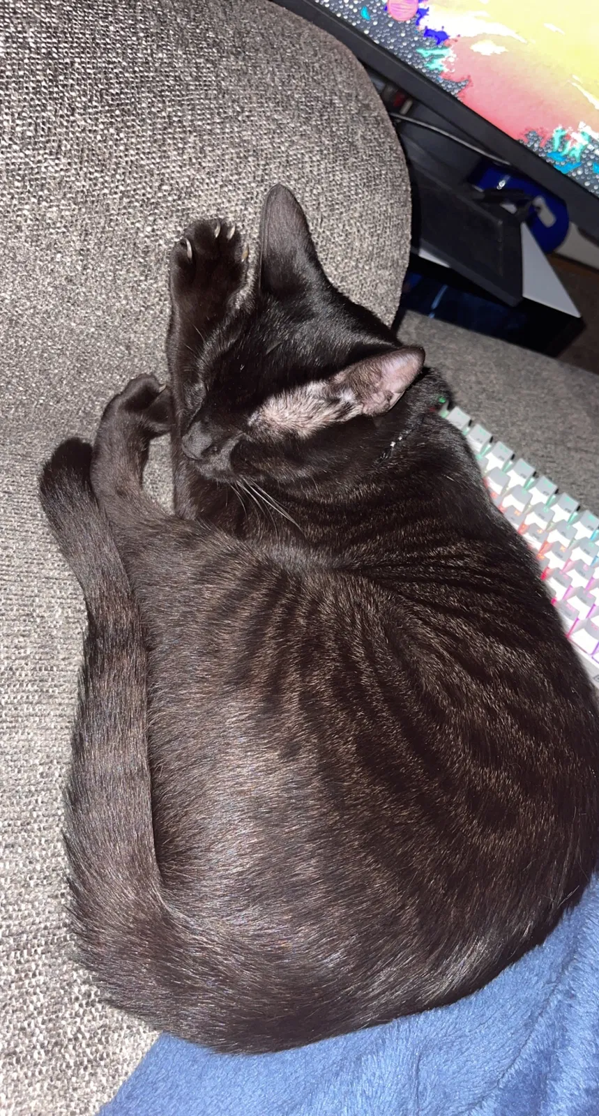 Lost cat in Fayetteville, NC, 28314