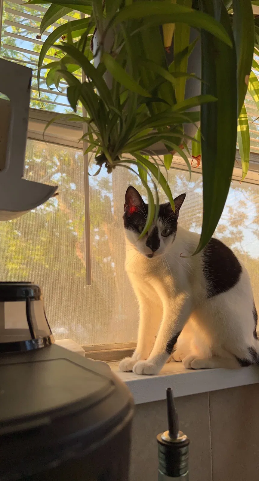 Lost cat in Galveston, TX, 77551