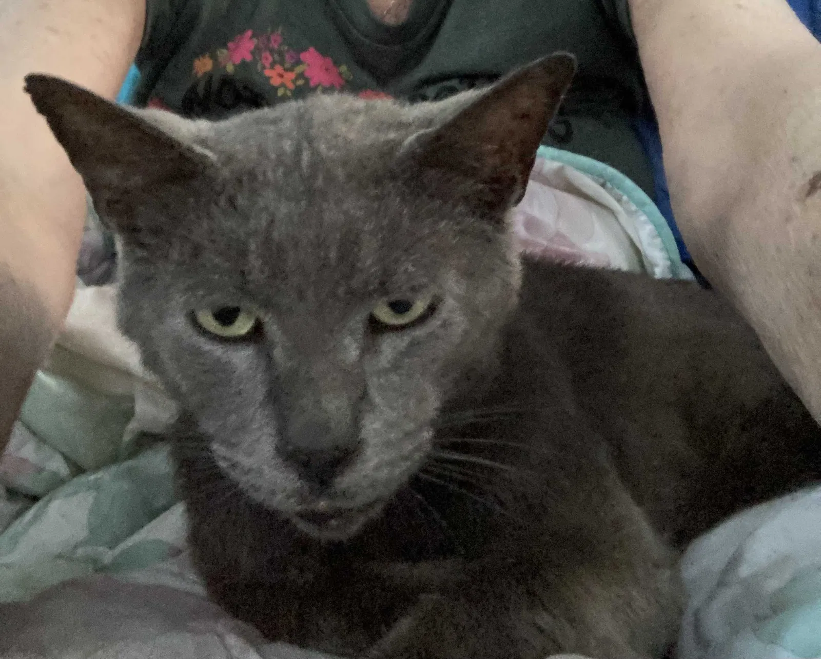 Lost cat in Fort Pierce, FL, 34950