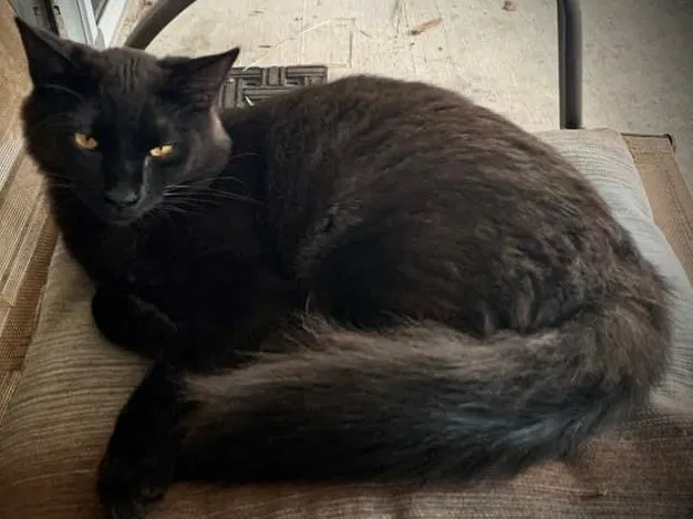 Lost cat in Marrero, LA, 70072