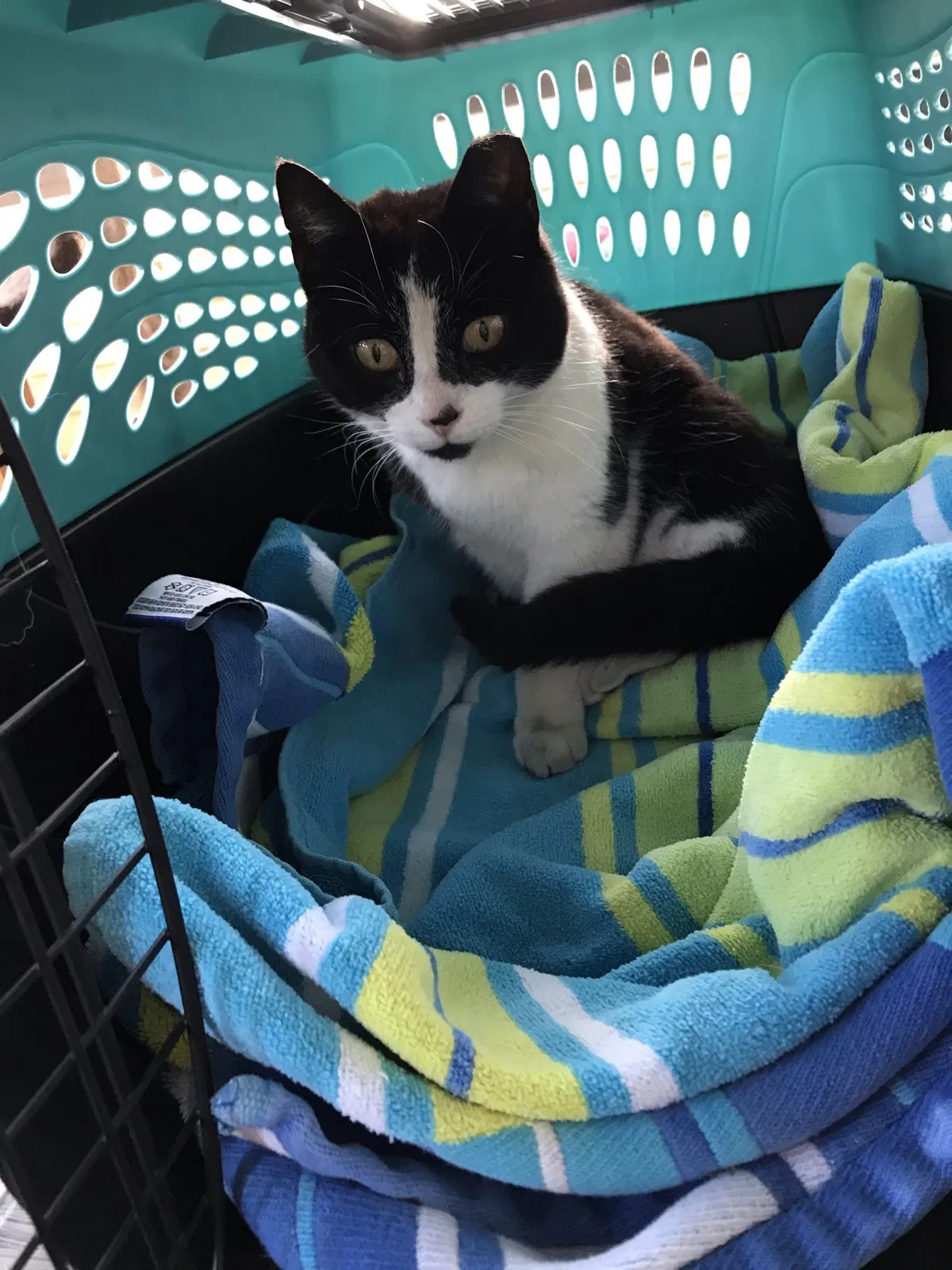 Lost cat in Wilmington, DE, 19808