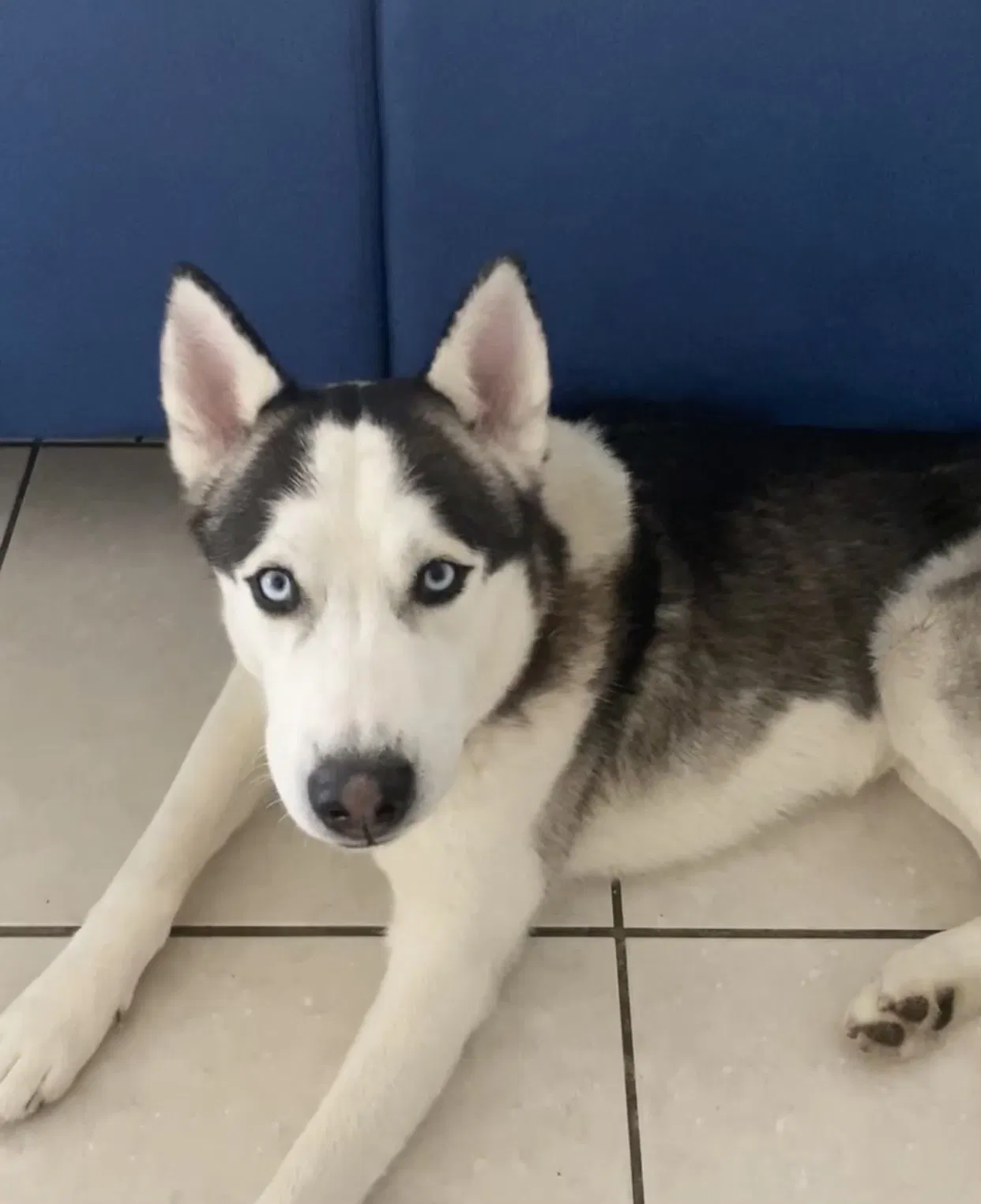Lost dog in Miami, FL, 33170