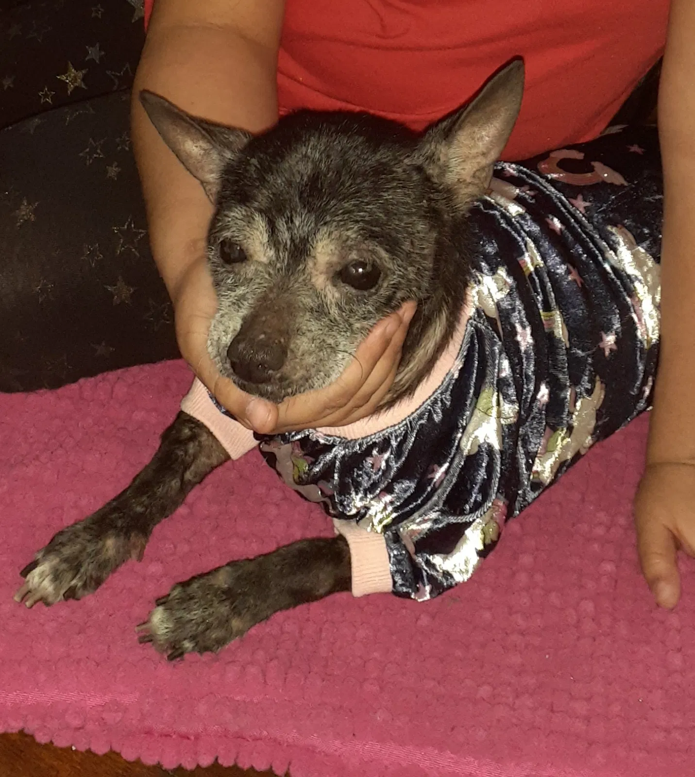 Lost dog in Jacksonville, FL, 32205