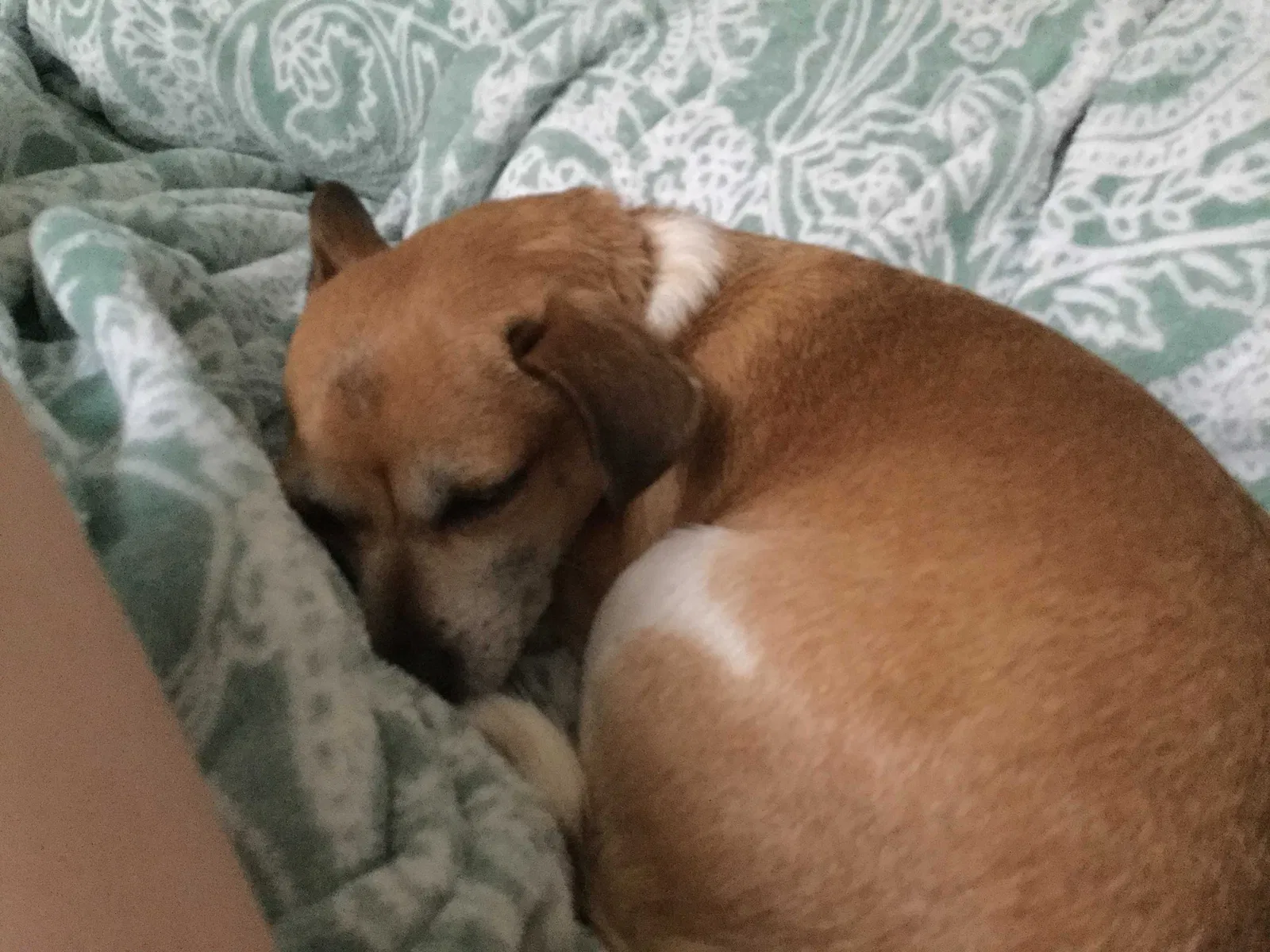 Lost dog in Indianapolis, IN, 46221