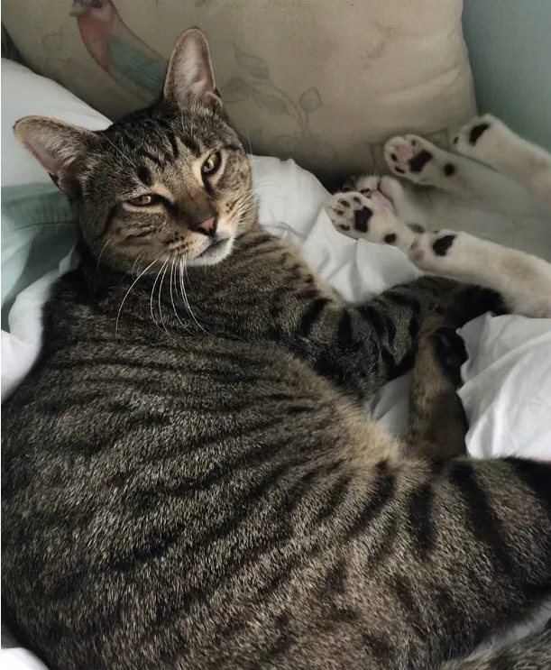 Lost cat in Mount Pleasant, TN, 38474