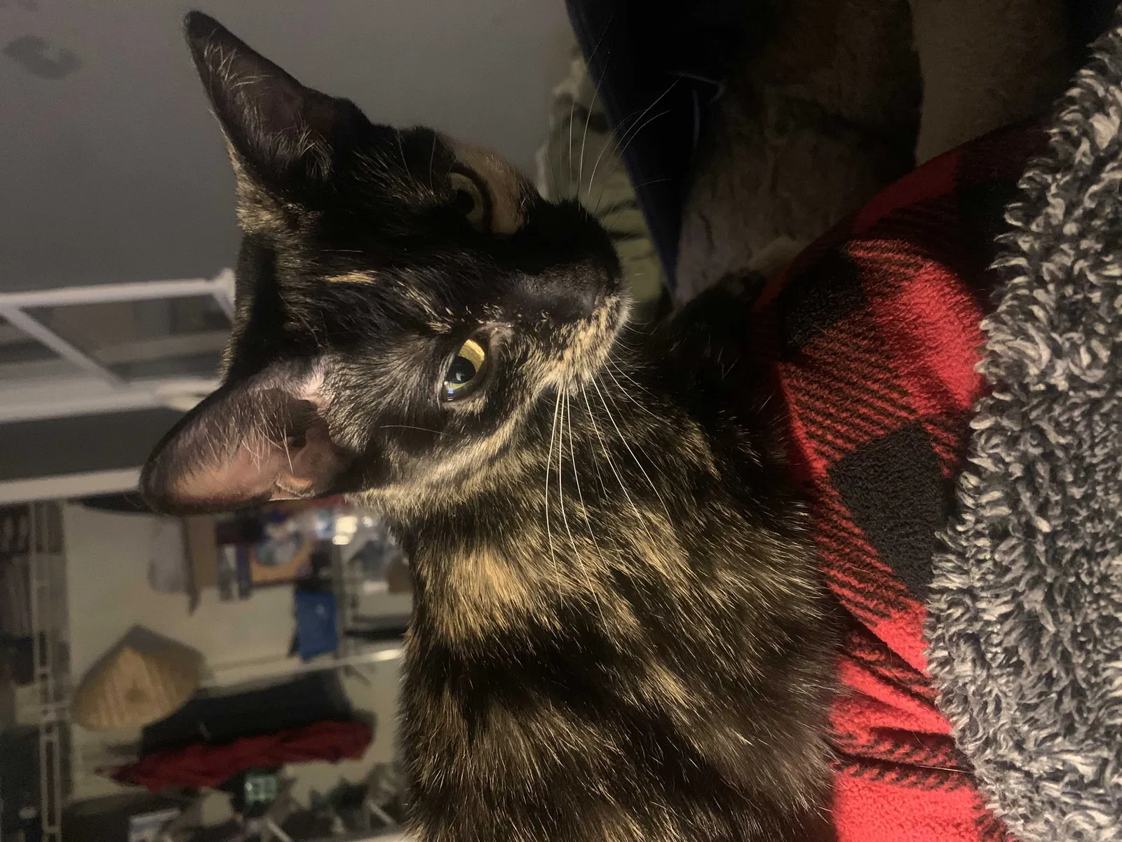 Lost cat in Midlothian, IL, 60445