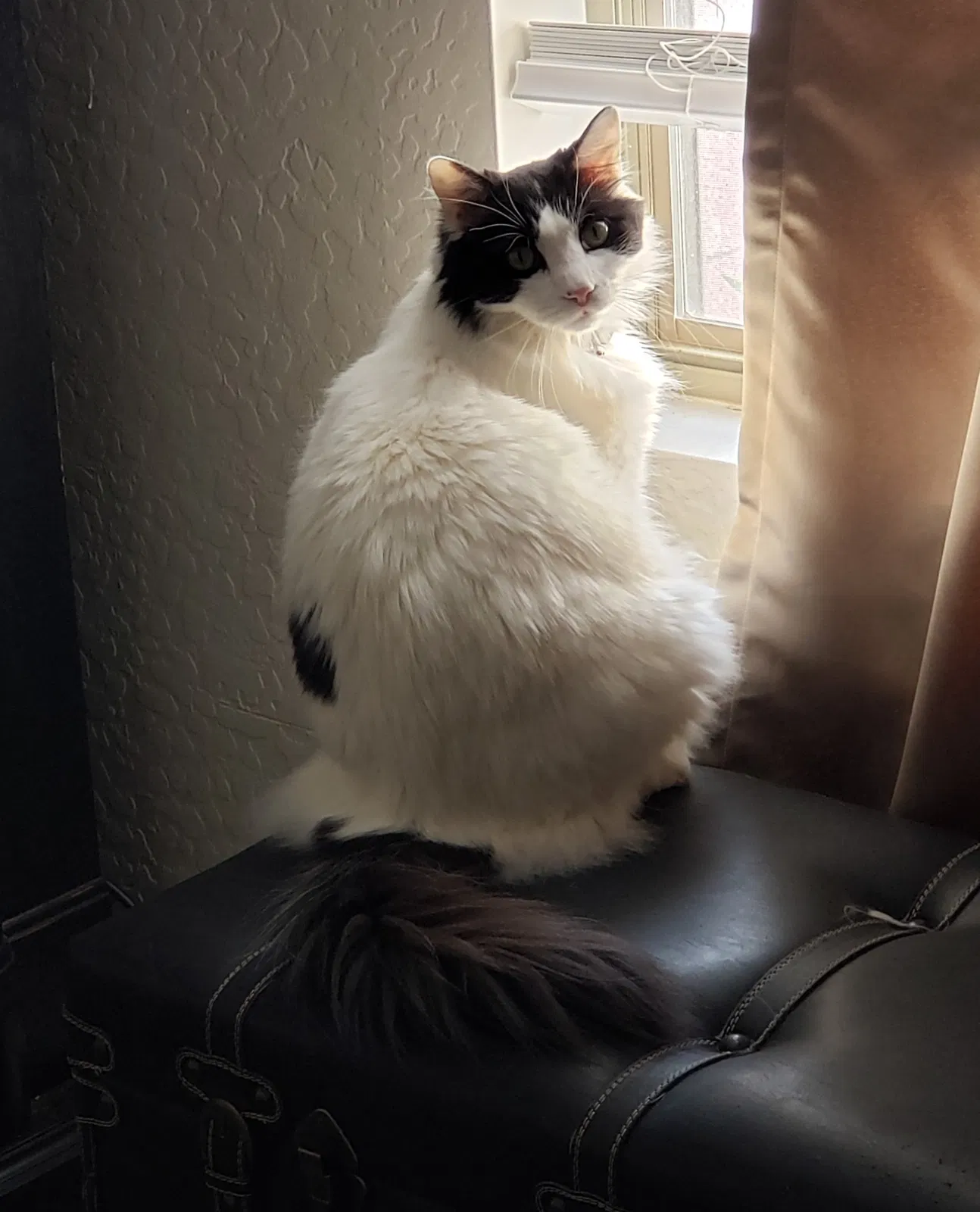 Lost cat in Florence, AZ, 85132