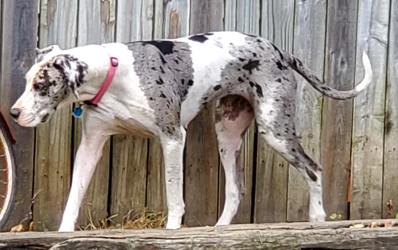 Lost dog in Mc Lain, MS, 39456