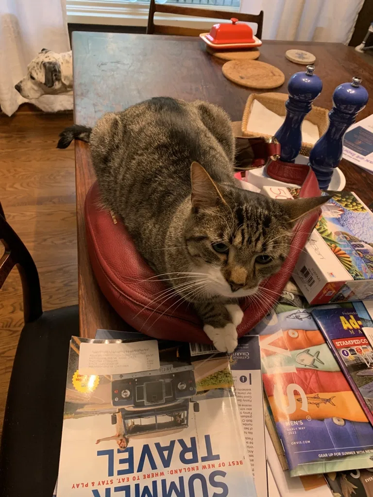 Lost cat in Fredericksburg, VA, 22407