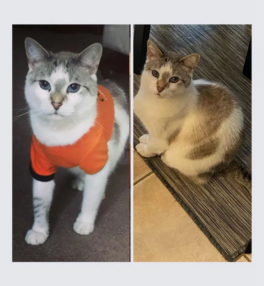 Lost cat in Maryville, TN, 37803