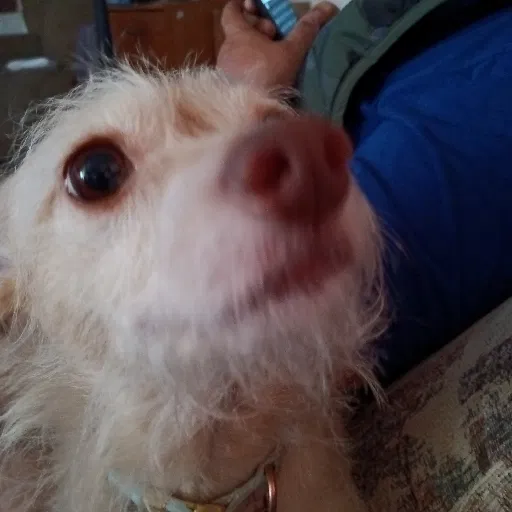 Lost dog in Ontario, OR, 97914