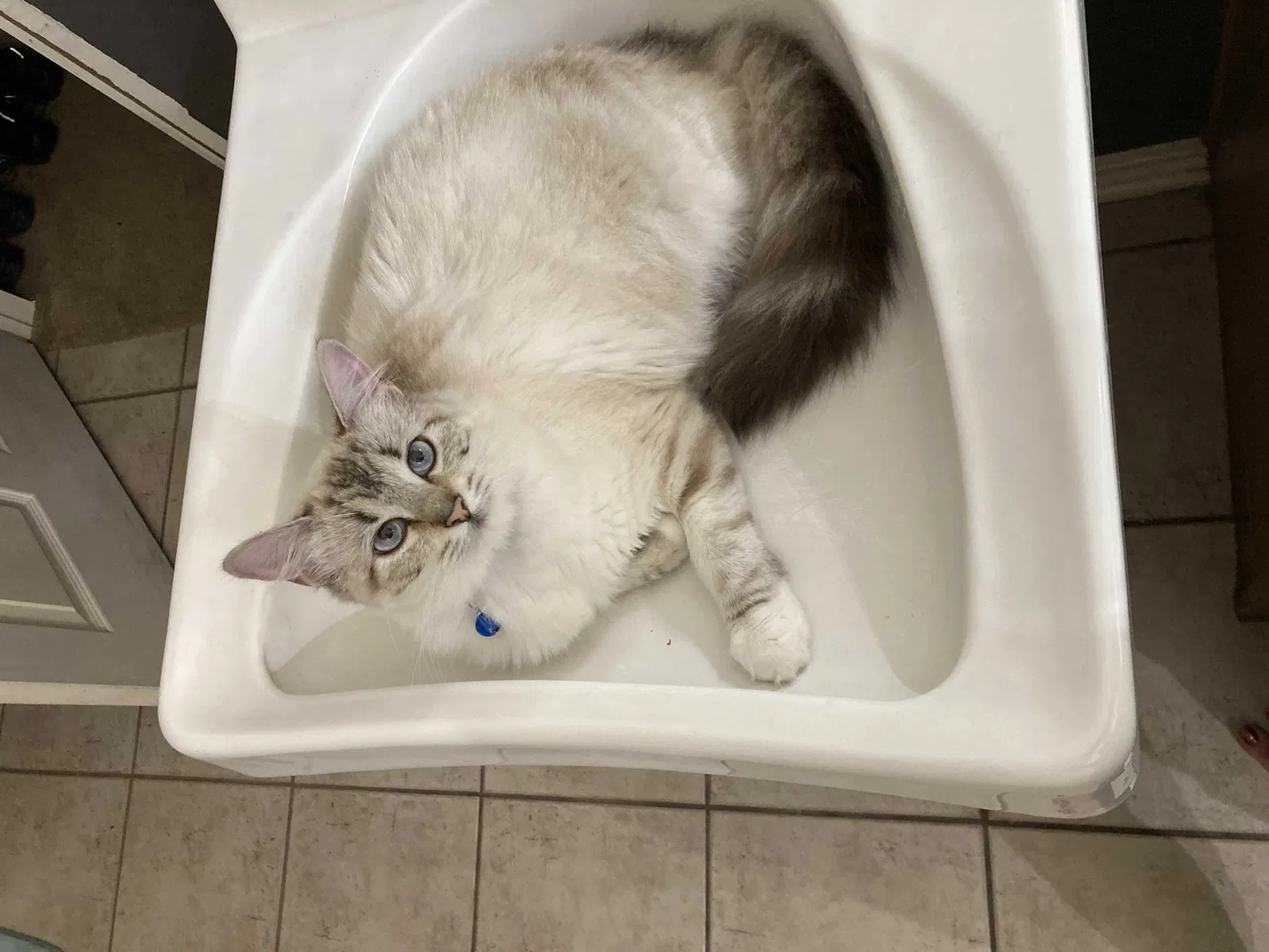 Lost cat in Round Rock, TX, 78664