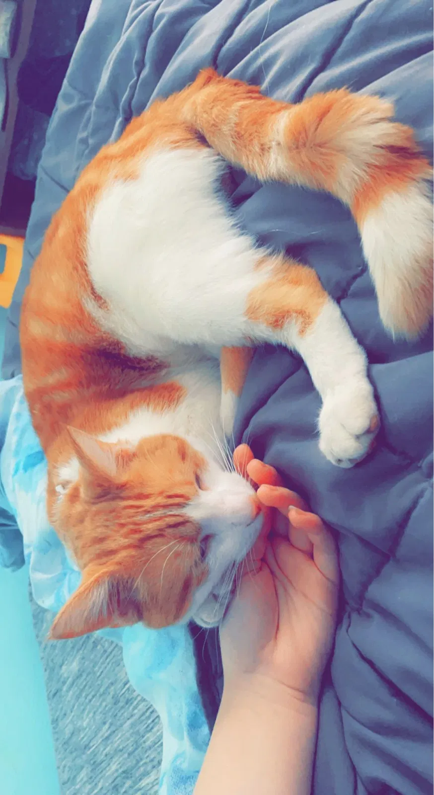 Lost cat in Wellsville, OH, 43968