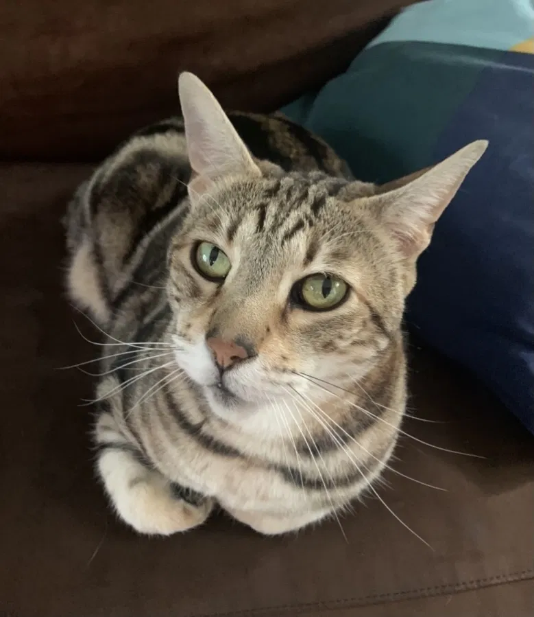 Lost cat in Downers Grove, IL, 60515