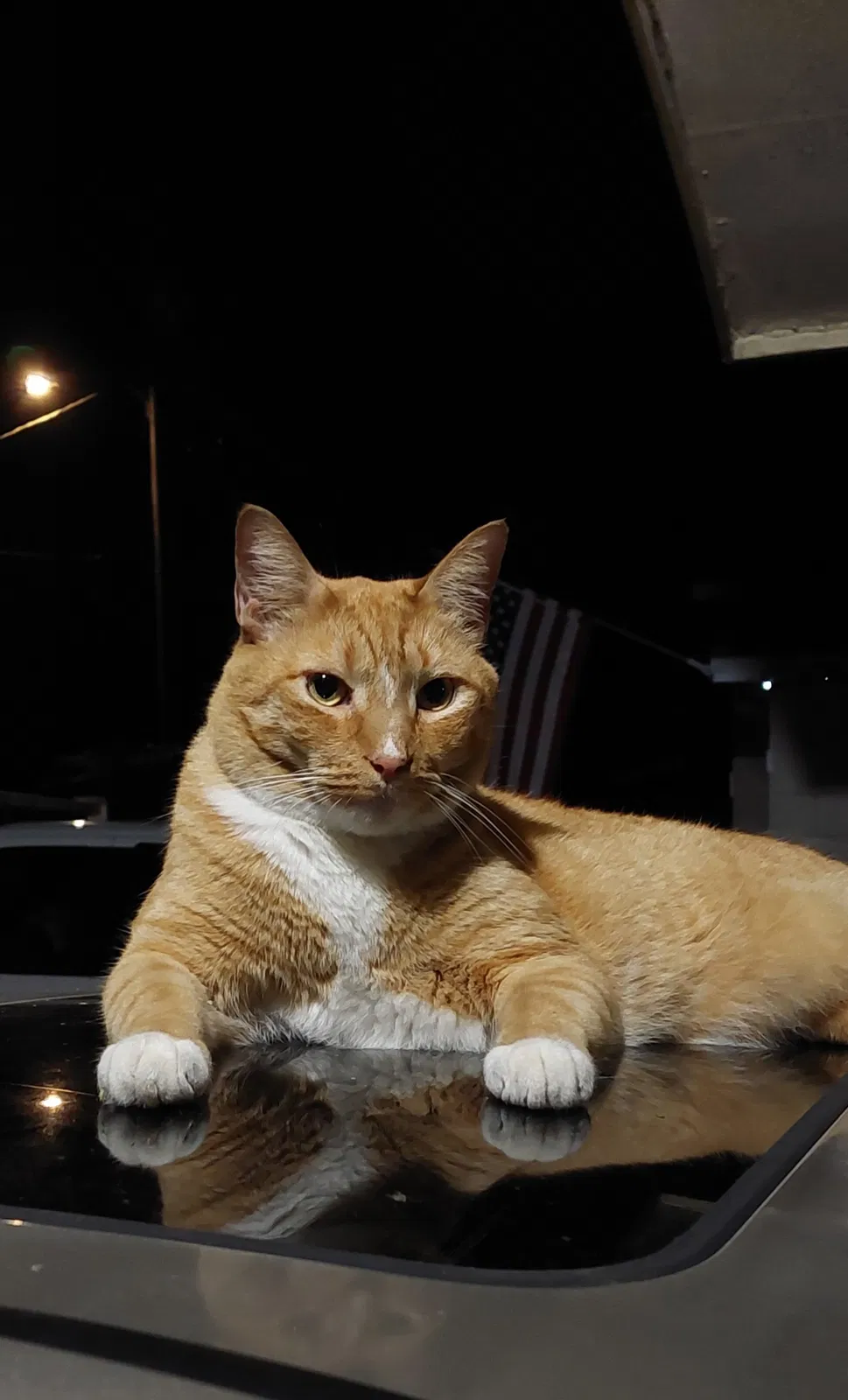 Lost cat in Longwood, FL, 32750