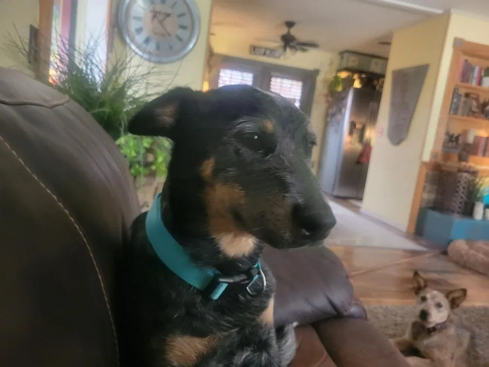 Lost dog in Amarillo, TX, 79108