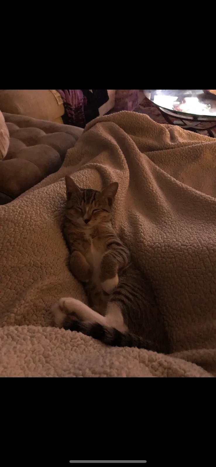Lost cat in Cape Coral, FL, 33904