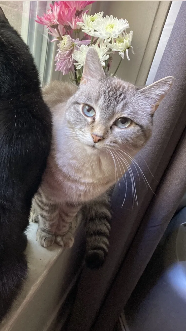 Lost cat in Rochester, NY, 14604