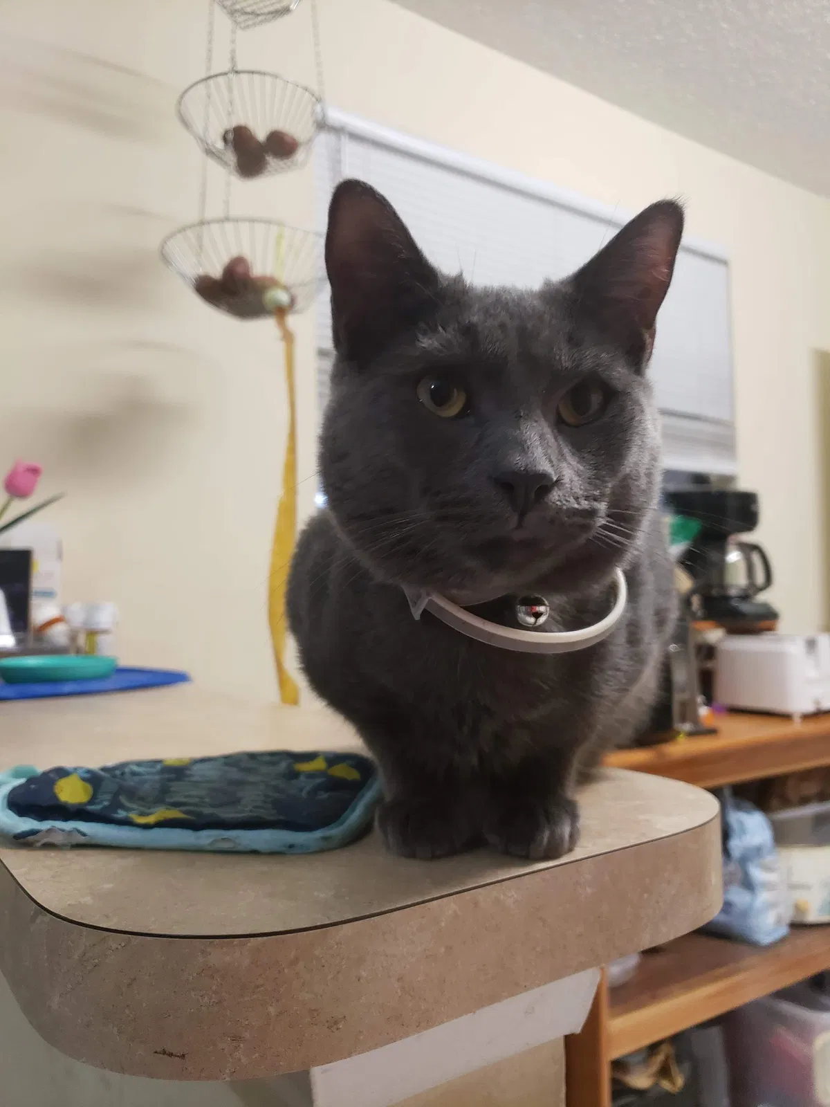 Lost cat in Port Saint Lucie, FL, 34953