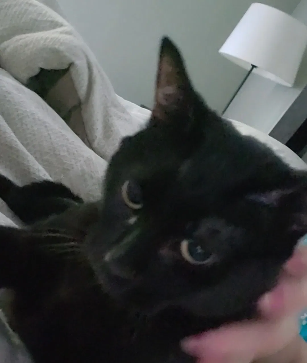Lost cat in Cleveland, TN, 37312