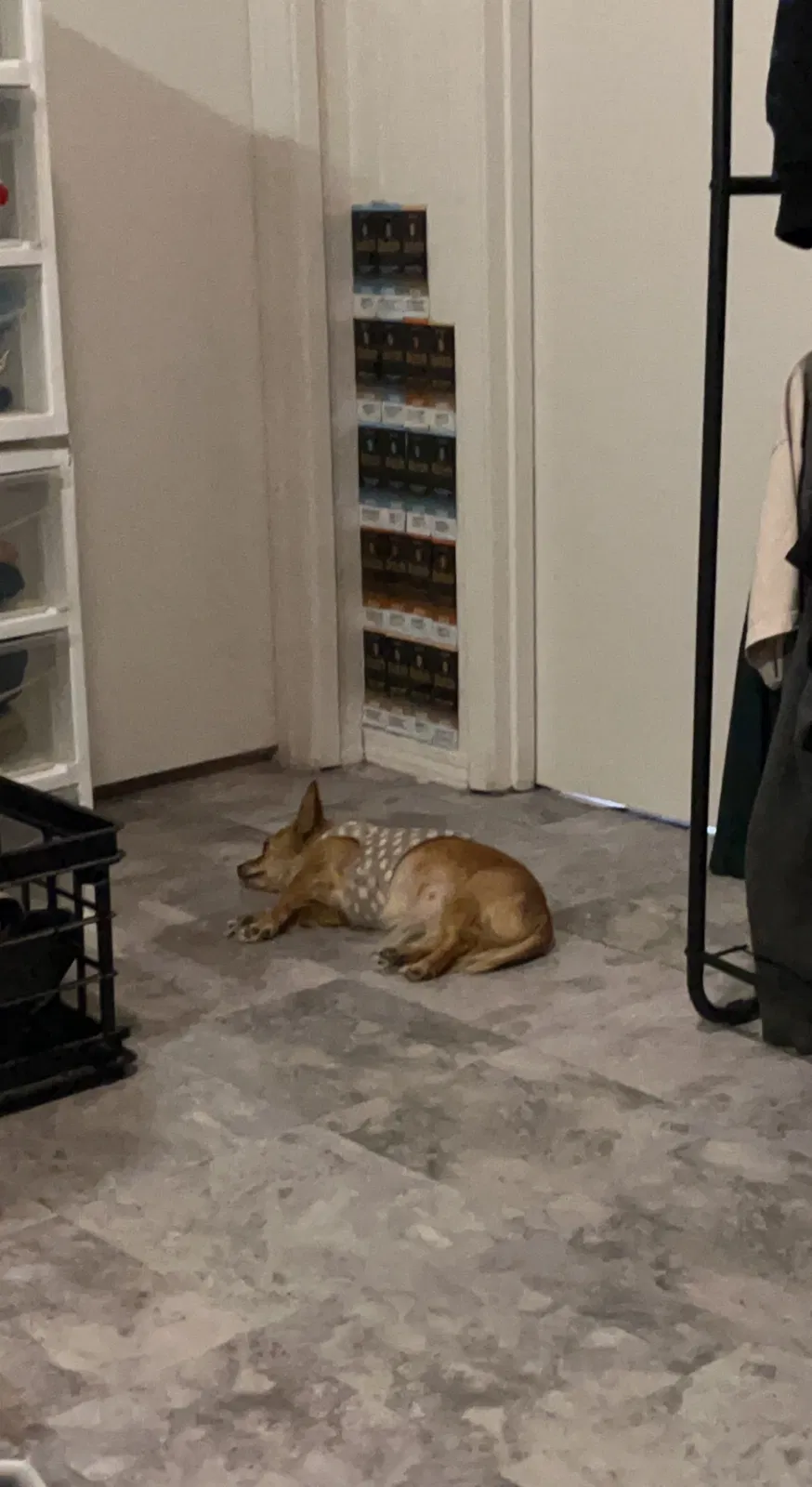 Lost dog in El Cajon, CA, 92021