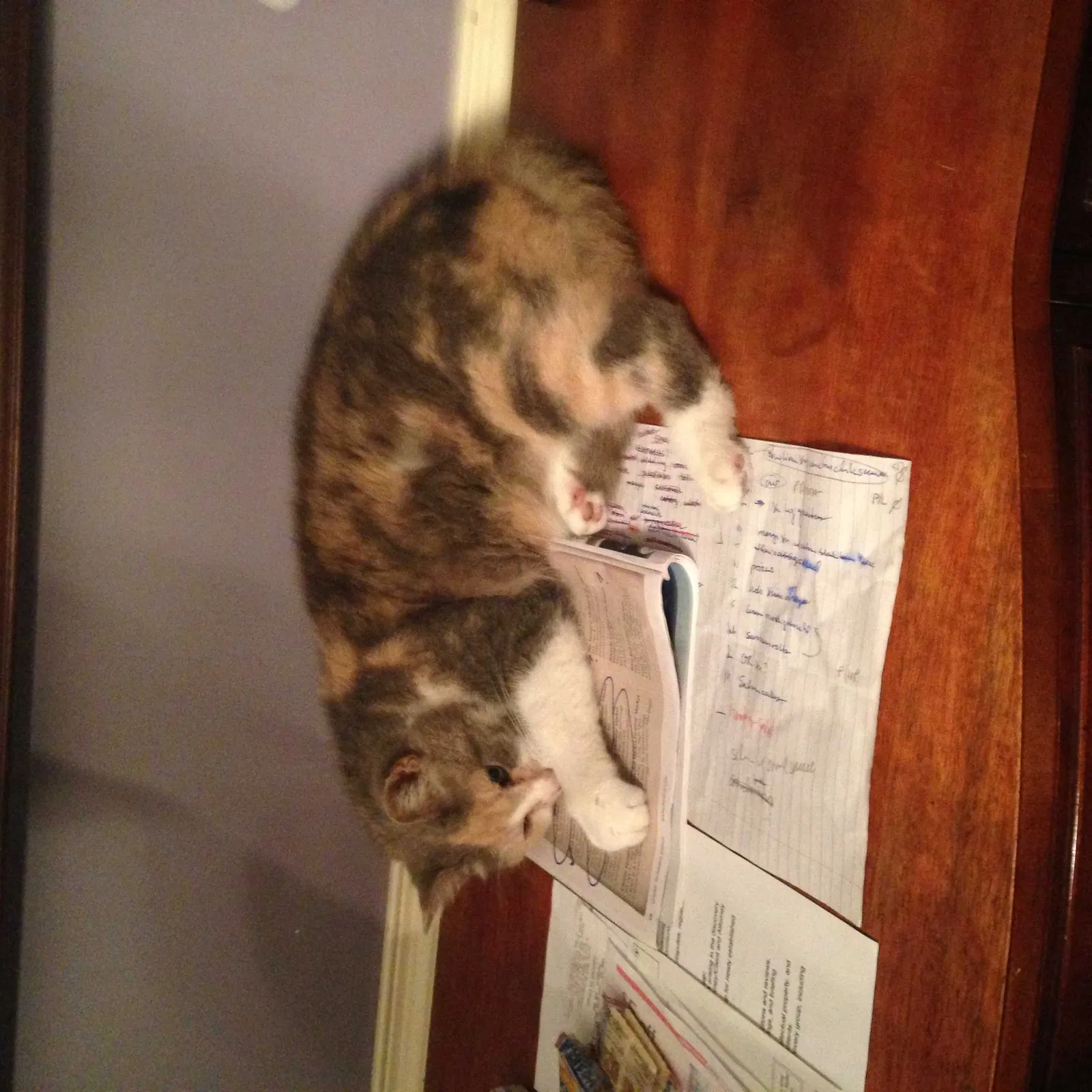 Lost cat in Richmond, VA, 23223