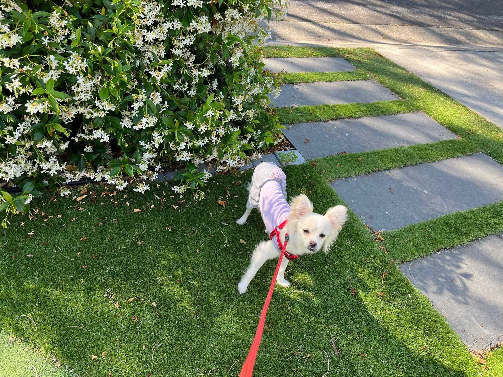 Lost dog in Palo Alto, CA, 94303