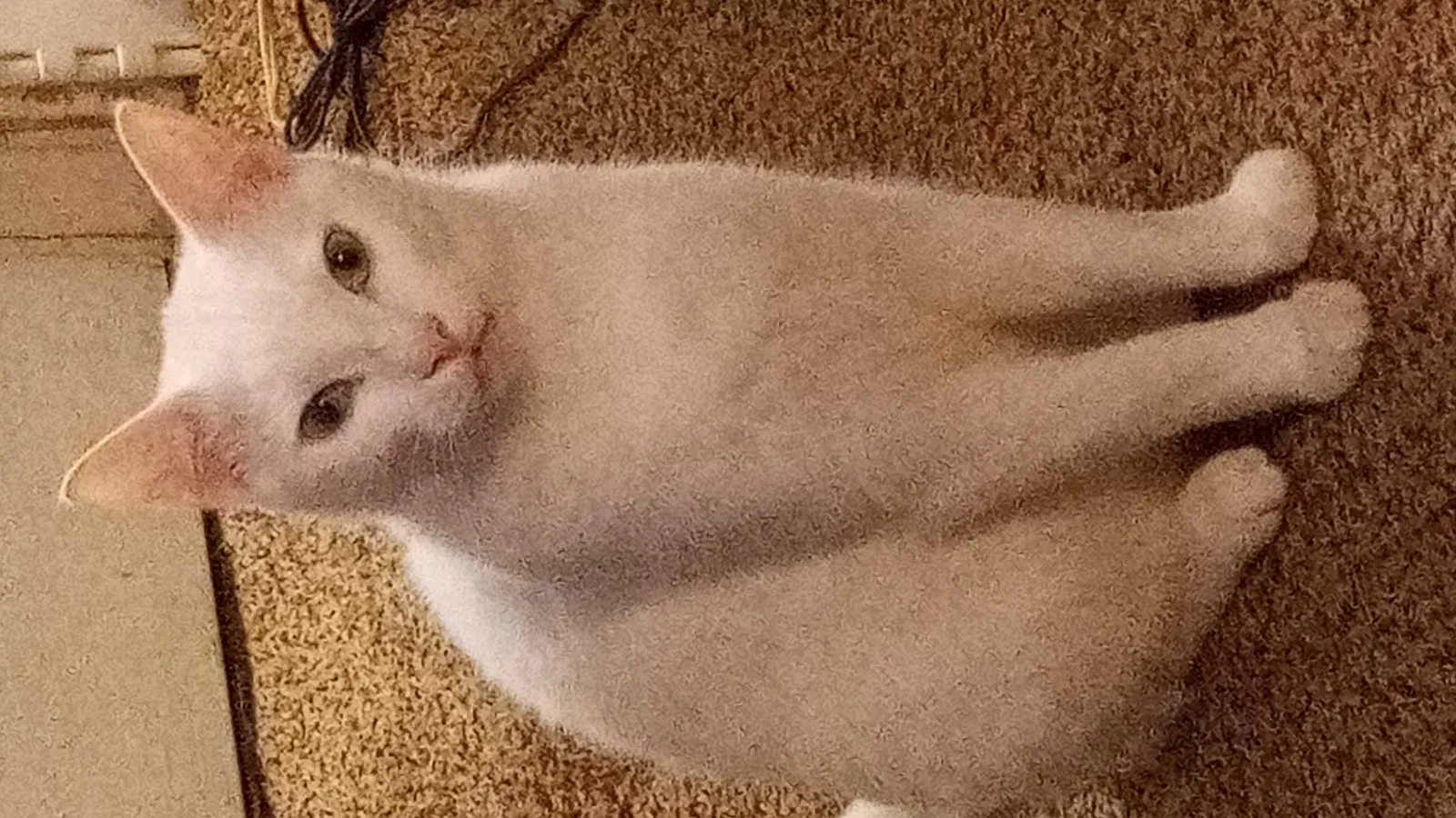 Lost cat in Lancaster, KY, 40444