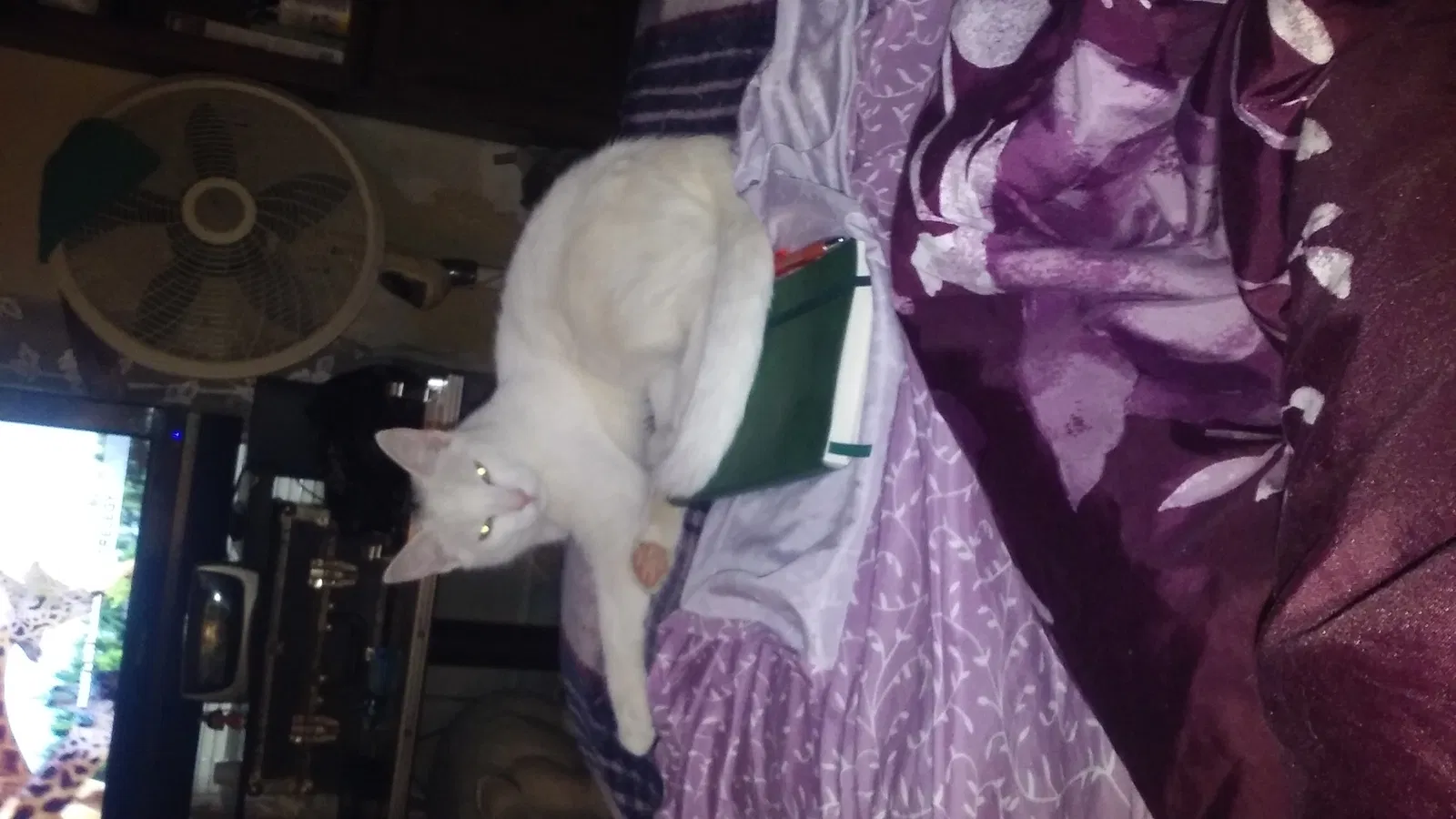 Lost cat in Lancaster, KY, 40444