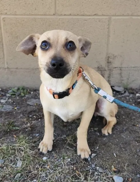 Lost dog in Anchorage, AK, 99504