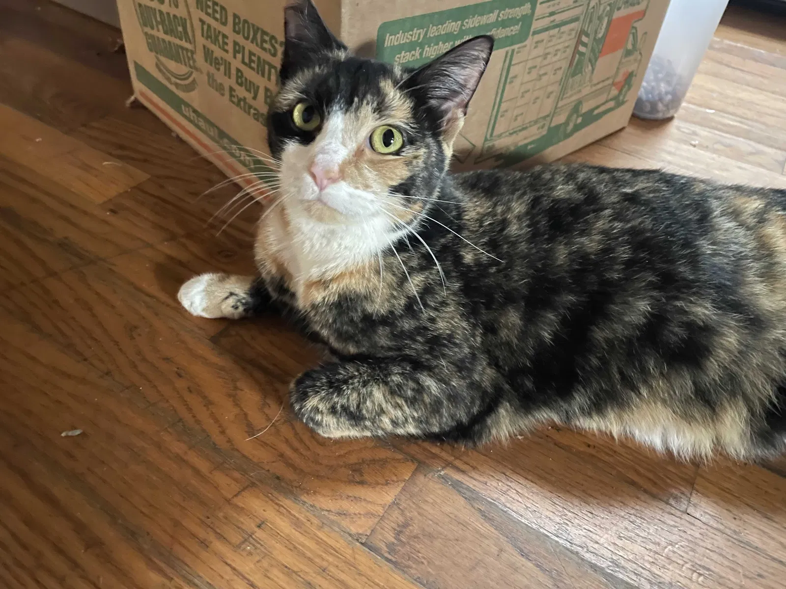 Lost cat in Austell, GA, 30168