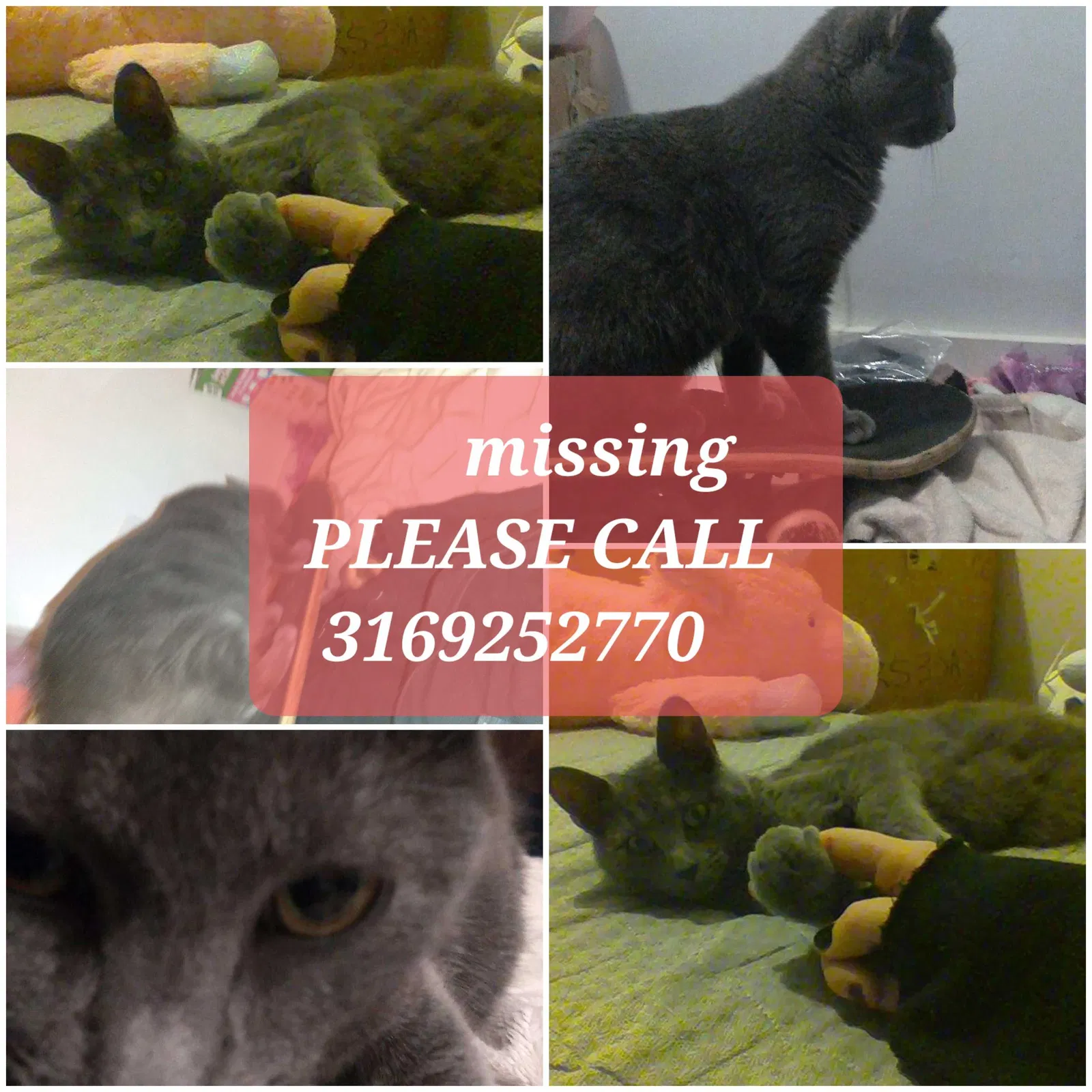Lost cat in Wichita, KS, 67213