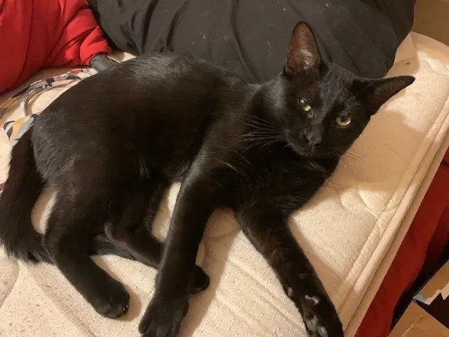 Found cat in Casa Grande, AZ, 85122