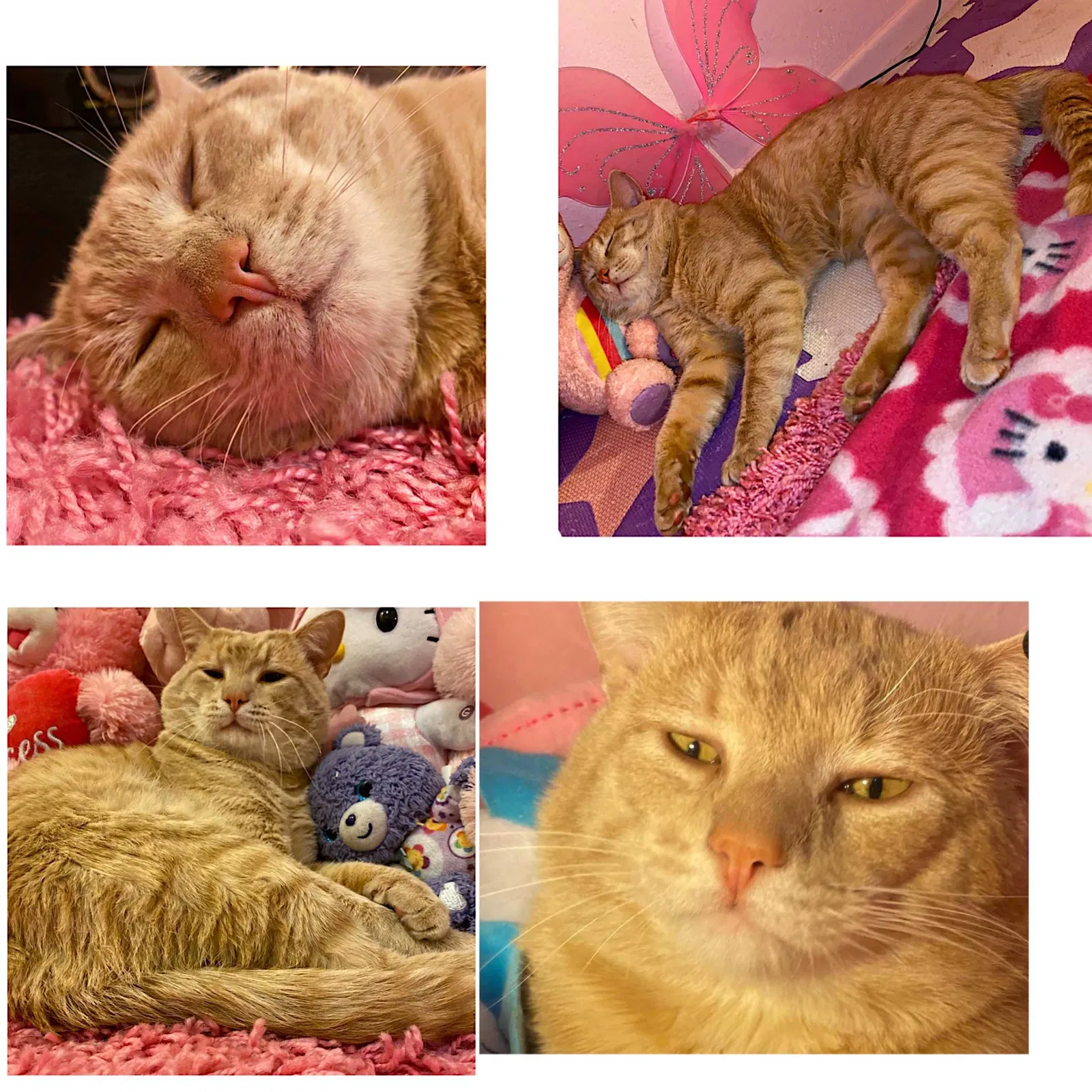 Lost cat in Banning, CA, 92220