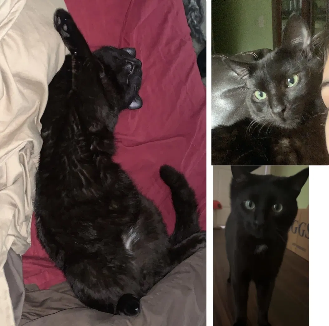 Lost cat in Atlanta, GA, 30360