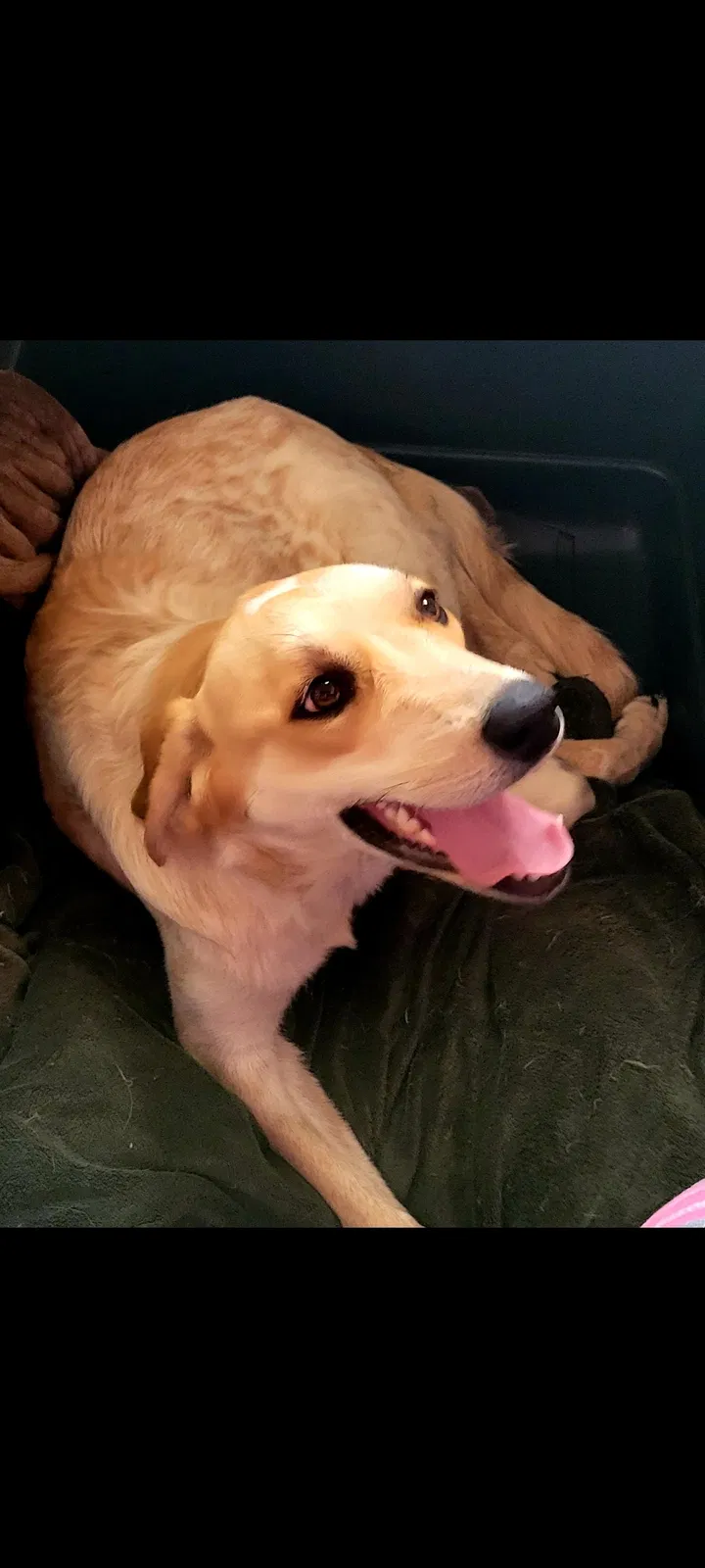 Lost dog in Abilene, TX, 79602